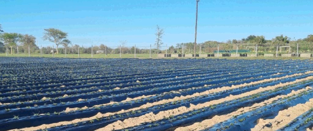 Black plastic mulch installed in crop rows for weed suppression and moisture retention