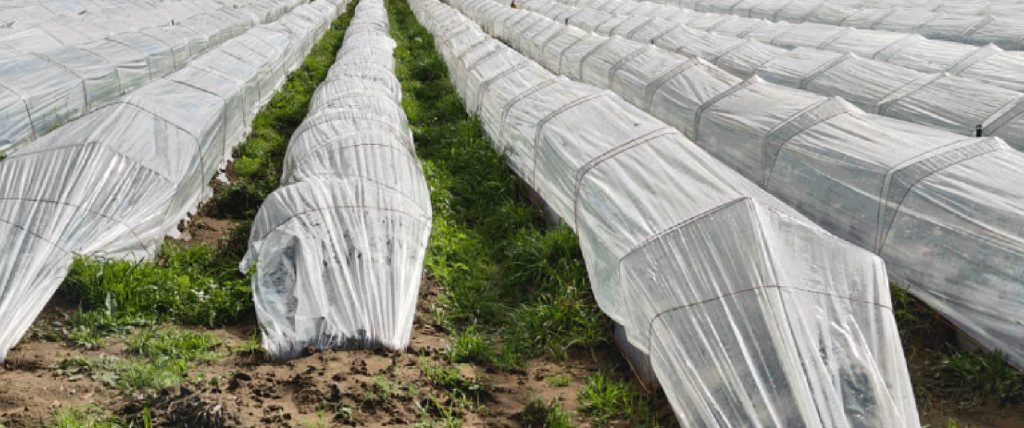 Mini tunnel film protecting vegetable crops in South Africa