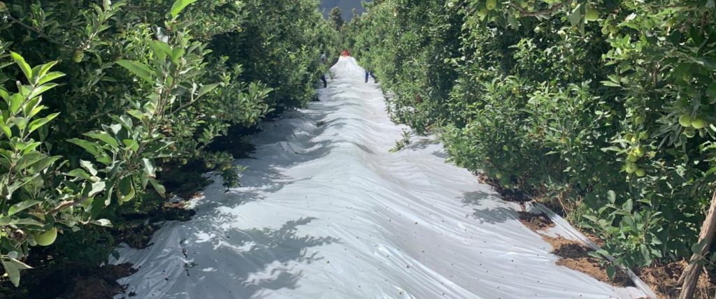 White reflective agricultural sheeting used to improve light around crops